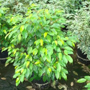 Marguerite Neon Ficus